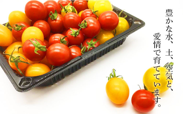 ミニトマト・ミックス 約1.5kgトマト とまと ミニトマト 野菜  夏野菜 先行予約 産地直送 北海道