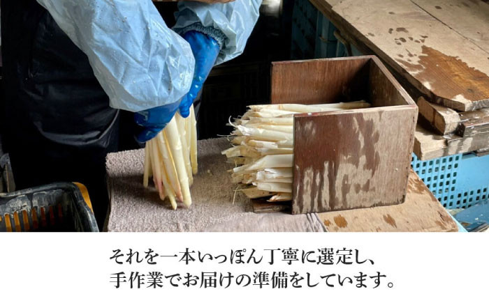 ホワイトアスパラガス 約2kgアスパラ アスパラガス ホワイトアスパラガス  春野菜 先行予約