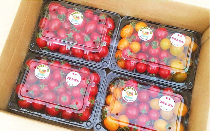 ミニトマト・ミックス 約1.5kgトマト とまと ミニトマト 野菜  夏野菜 先行予約 産地直送 北海道