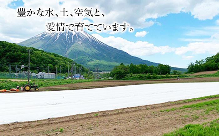 ホワイトアスパラガス 約2kgアスパラ アスパラガス ホワイトアスパラガス  春野菜 先行予約