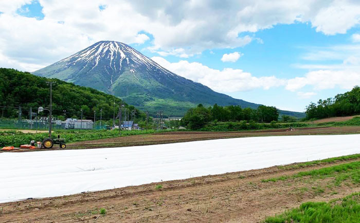 ぜいたくトマトⓇ 約1.5kgトマト とまと 先行予約 夏野菜    産地直送 北海道