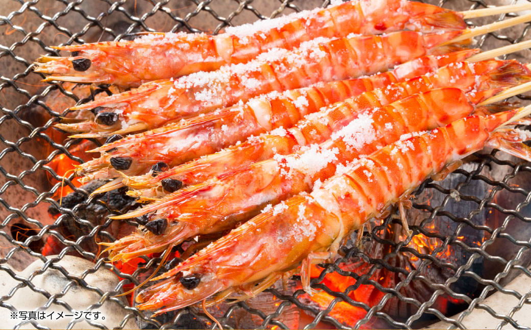 天草産 活き海老 刺身 車エビ えび 活き車海老 車えび