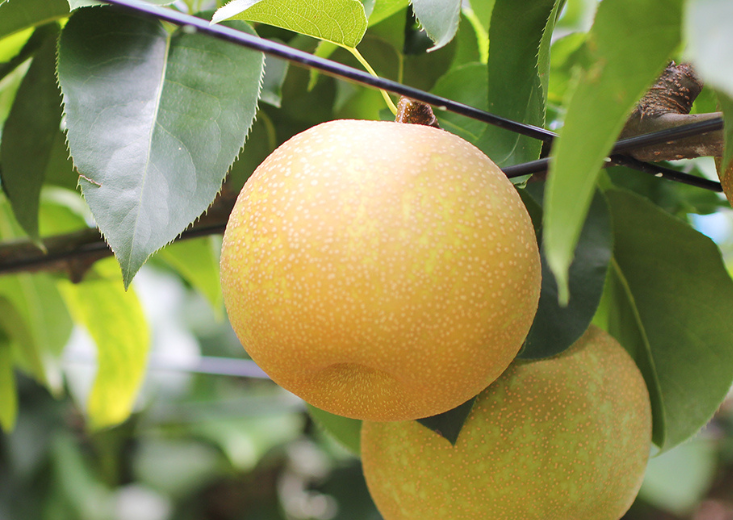 甘味が強く優しい酸味のある「豊水」