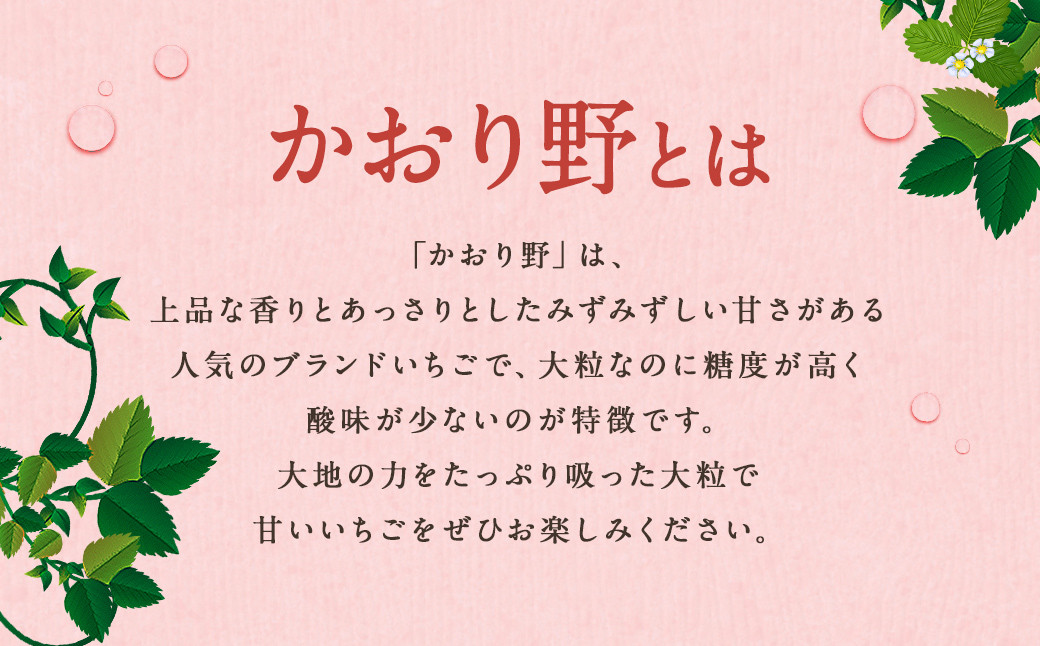 【2回定期便】いちご「かおり野」プレミアム 合計約2.4kg 約1.2kg（300g×4パック）×2回