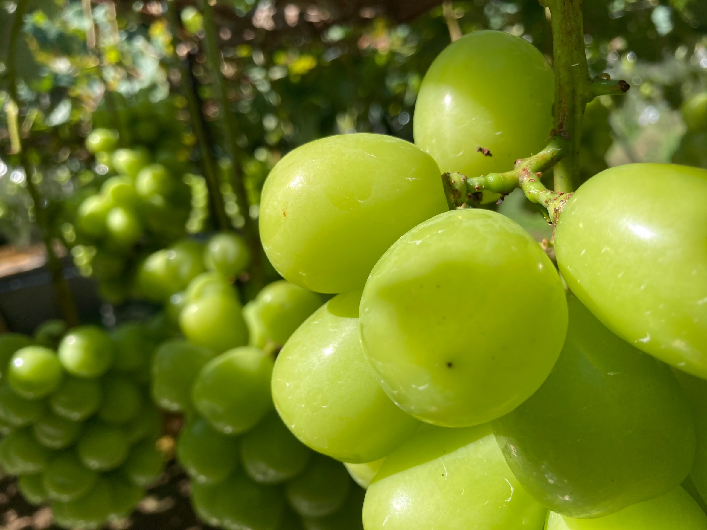 味にこだわって栽培しています!