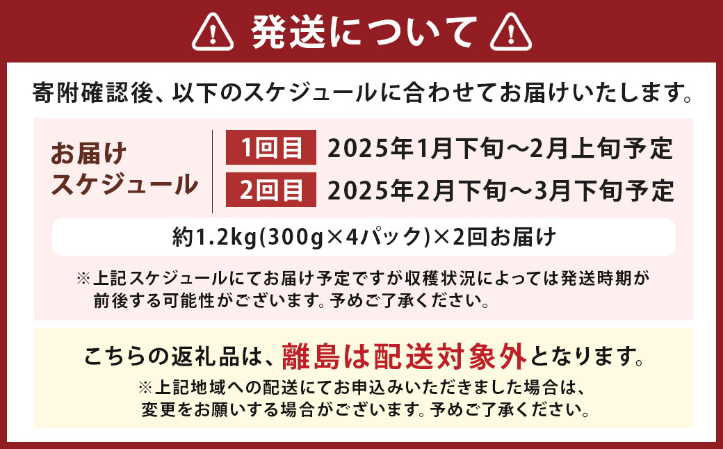 【2回定期便】いちご「かおり野」プレミアム 合計約2.4kg 約1.2kg（300g×4パック）×2回