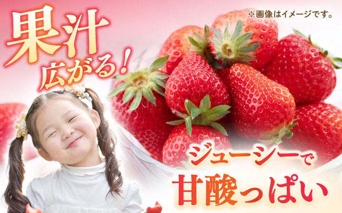 いちご イチゴ 甘い フルーツ スイーツ 贅沢 ご褒美 プレゼント 手土産
