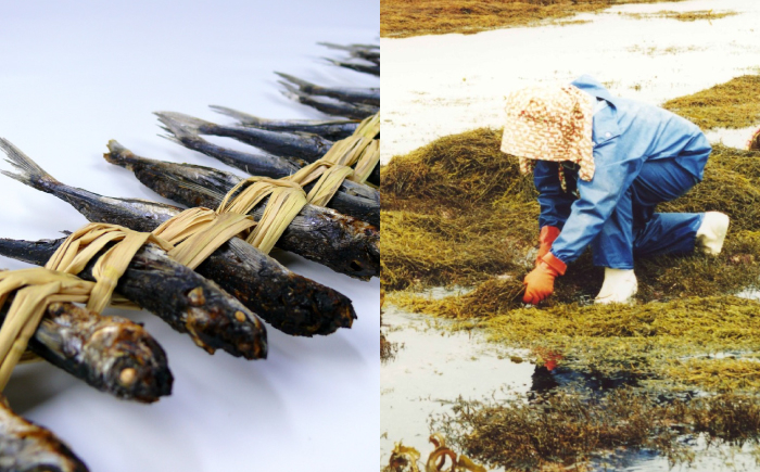島炊き込みご飯  郷土料理再現  海鮮料理 飛魚出しタレ 若宮水産 たこめし
