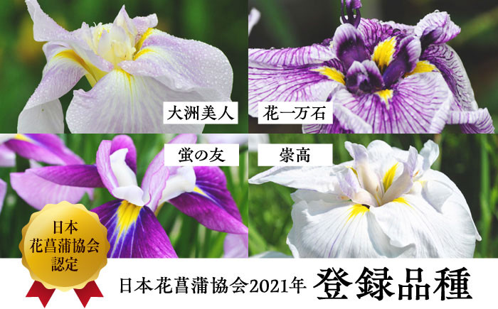 花菖蒲の苗5ポットセット
