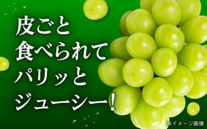 果物王国愛媛県からお届け！ぶどうの女王　シャインマスカット 2房（約1.5kg）