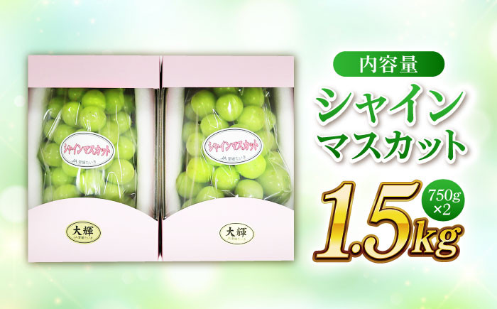 果物王国愛媛県からお届け！ぶどうの女王　シャインマスカット 2房（約1.5kg）