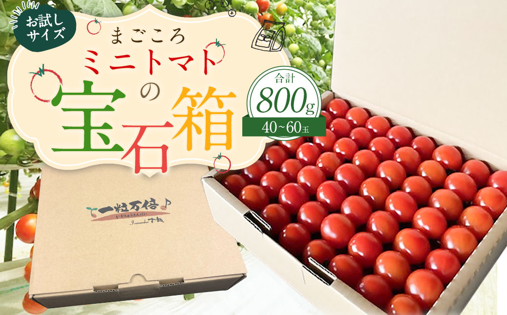 お試しサイズ まごころミニトマトの宝石箱 800g (約40~60玉)