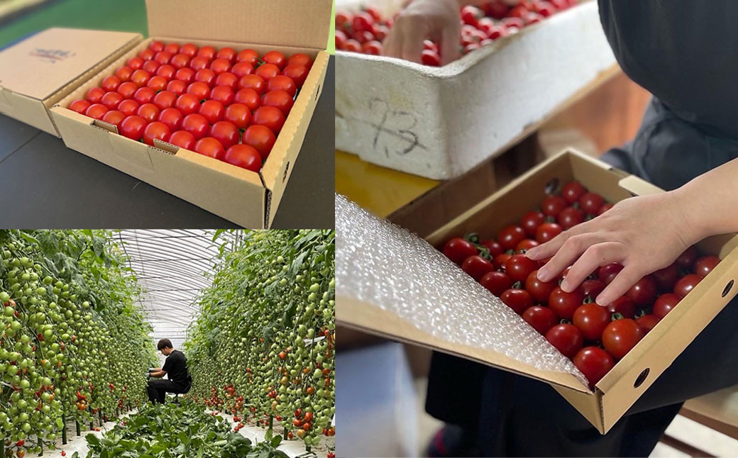 まごころミニトマトの宝石箱 1.7kg(約80~110玉)×2箱 計3.4kg サンチェリーピュア トマト