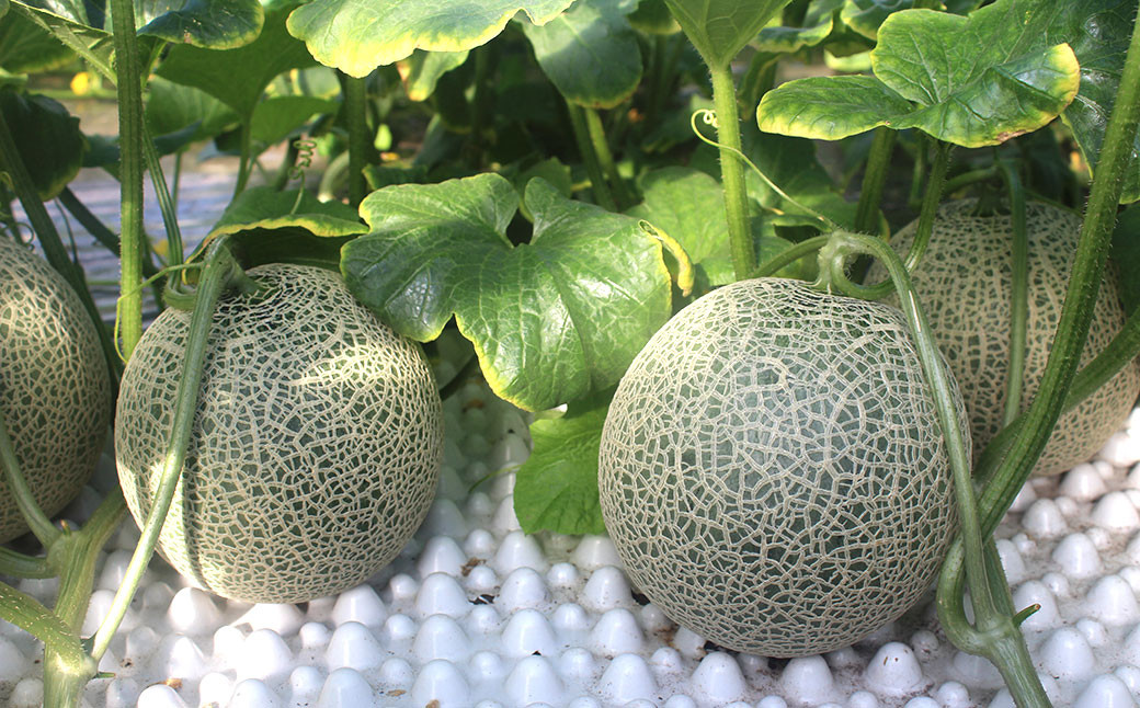 秋どり赤肉メロン（優品または秀品） 2玉入（5kg未満）