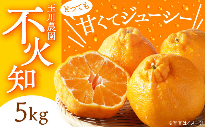 くだもの 果物 フルーツ 柑橘 不知火 しらぬい デコポン でこぽん みかん 愛媛県産 大洲市産 産地直送 おすすめ 人気