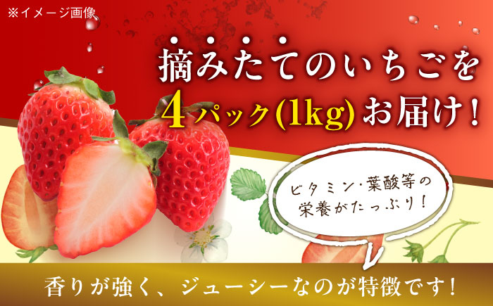 フルーツの女王！大粒のいちご 紅ほっぺ約270ｇ×４パック（約1000ｇ）果物