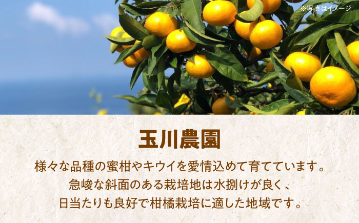 くだもの 果物 フルーツ 柑橘 不知火 しらぬい デコポン でこぽん みかん 愛媛県産 大洲市産 産地直送 おすすめ 人気