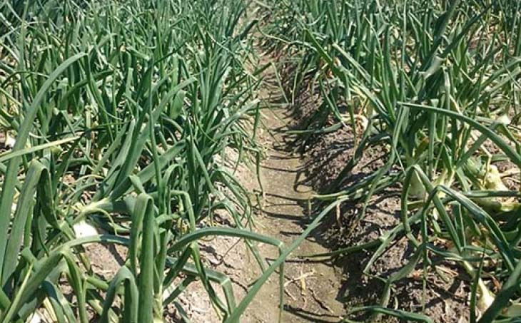 【5月上旬発送開始】淡路島産玉ねぎ5kg