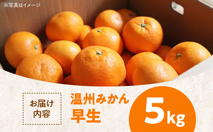 温州みかん 早生 約5㎏