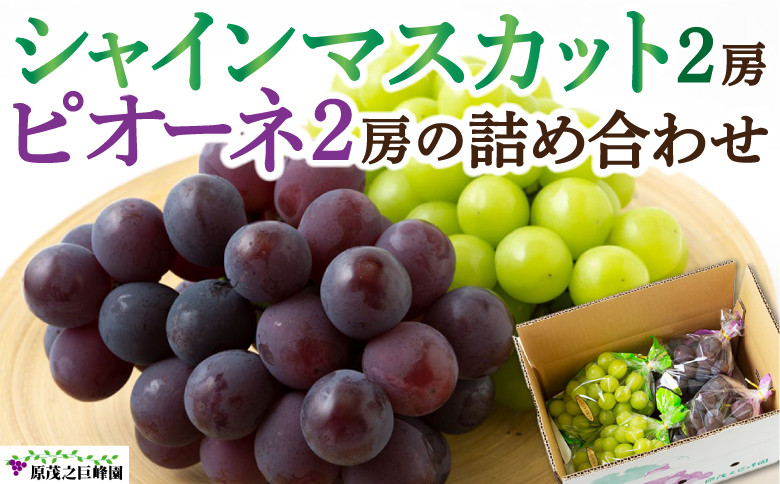 シャインマスカット2房とピオーネ2房の詰め合わせ