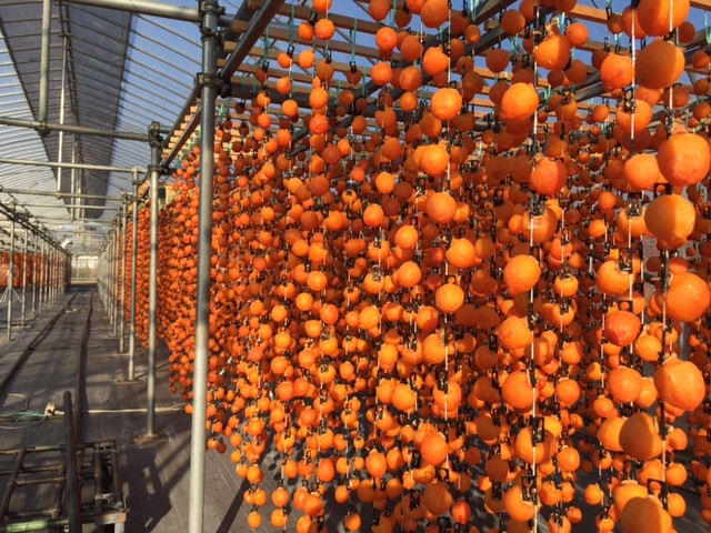 柿すだれ（毎年10月下旬～11月中旬には、このような光景が広範囲に亘って見られます。）