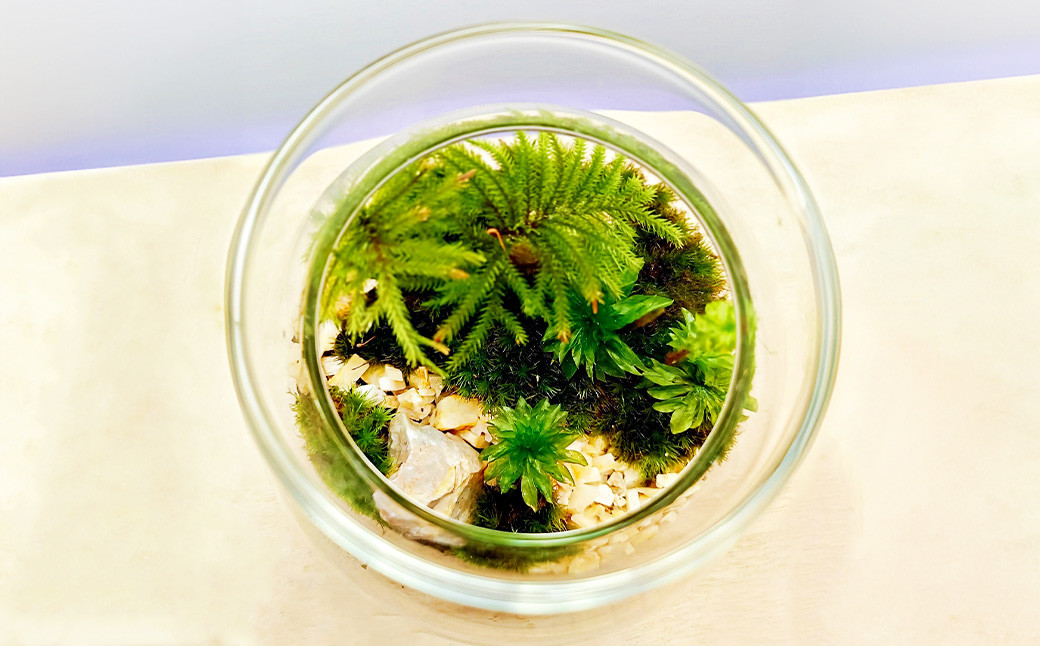 【手づくりキット】丸型グラス苔テラリウム【インテリア】