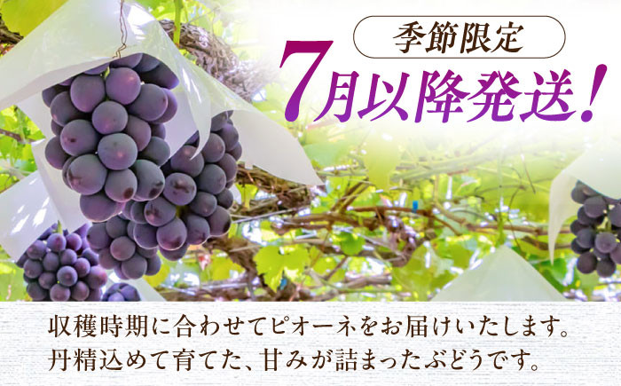 ピオーネ 種無し ぶどう ブドウ 葡萄 果物