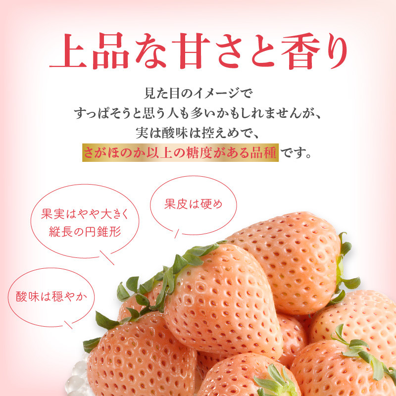 ★予約受付★杉山いちご農園 白いちご「淡雪（あわゆき）」12月～5月中にお届け 