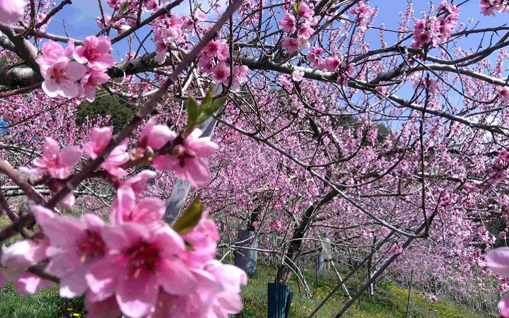 桃畑（イメージ）