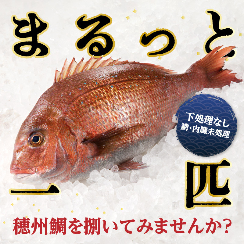 渡邊水産 穂州鯛（下処理なし）