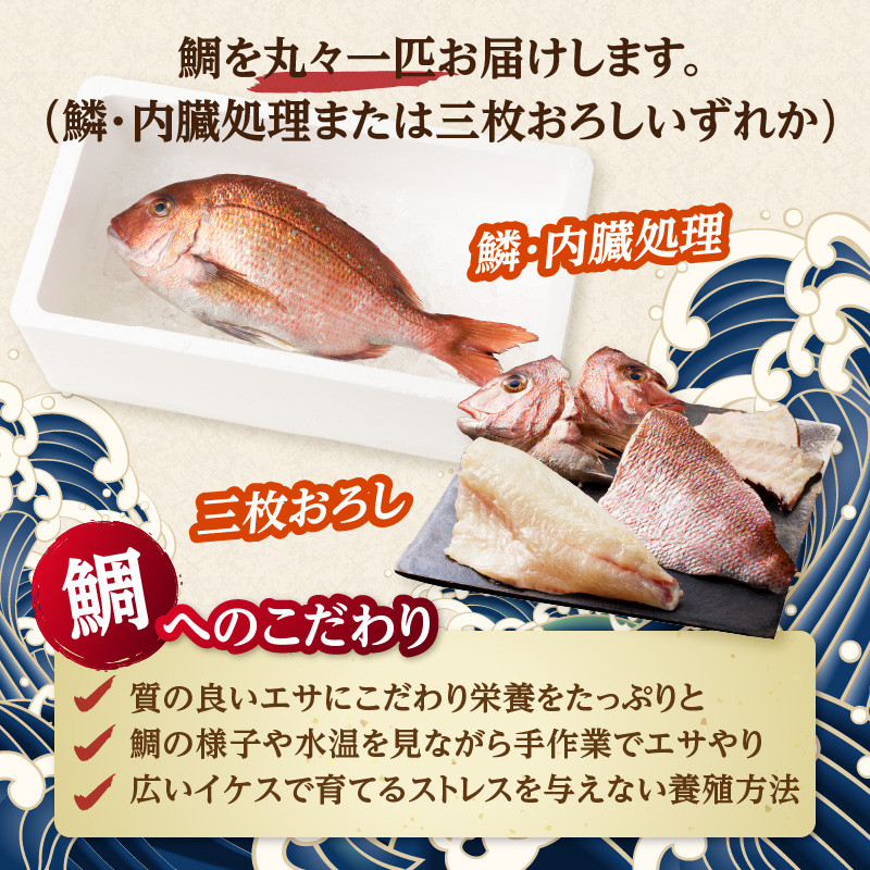 渡邊水産 穂州鯛（下処理あり）