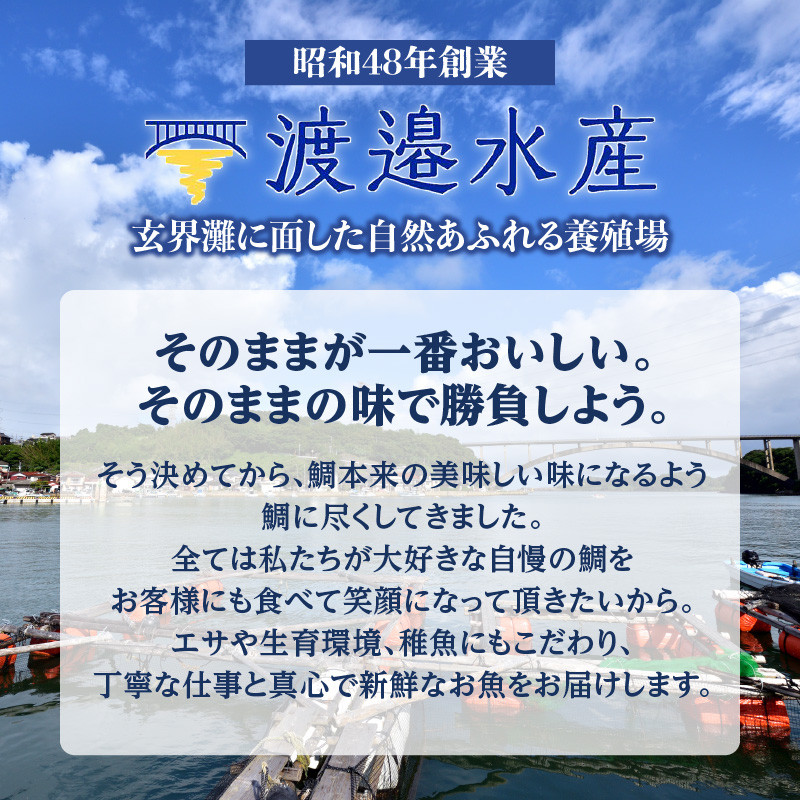 渡邊水産 穂州鯛（下処理あり）