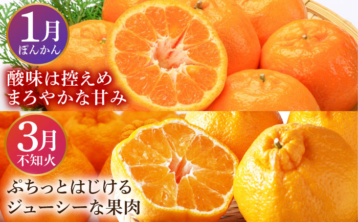 フルーツ みかん ポンカン 不知火 メロン 梨 旬 新鮮 セット 長崎 人気 国産 特産 取り寄せ 定期便