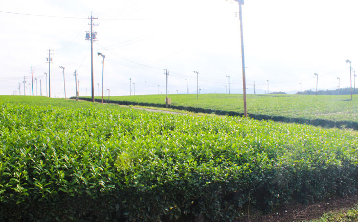 茶 ちゃ お茶 おちゃ 緑茶 りょくちゃ 日本茶 お茶葉 煎茶 ティーバック ティーパック