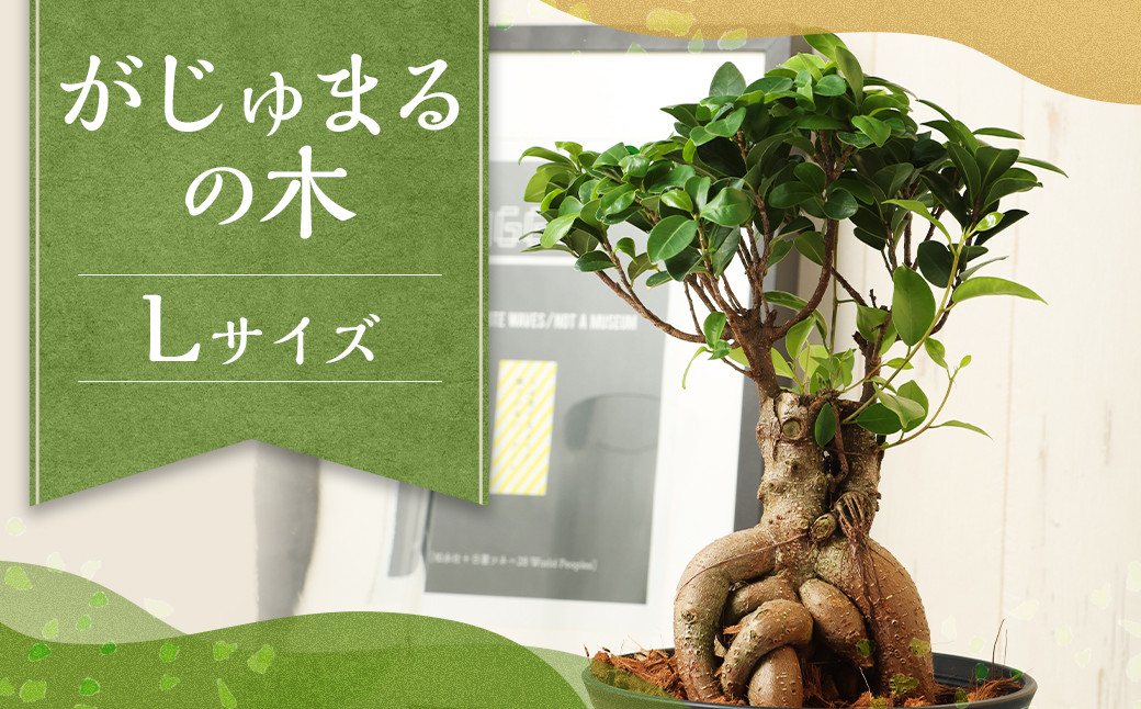 がじゅまるの木Lサイズ