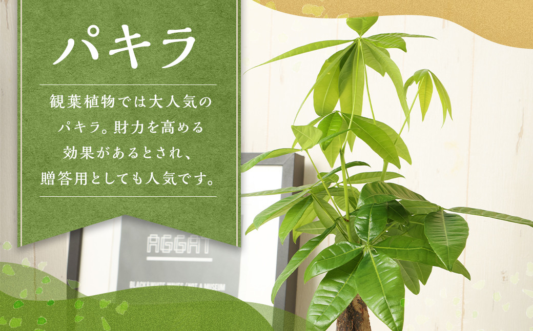 パキラ
