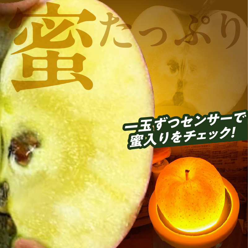 《先行予約》大江町産 山形りんご 「高徳りんご」 2.5kg （M～3S 12～16玉）【2024年10月下旬頃～発送予定】