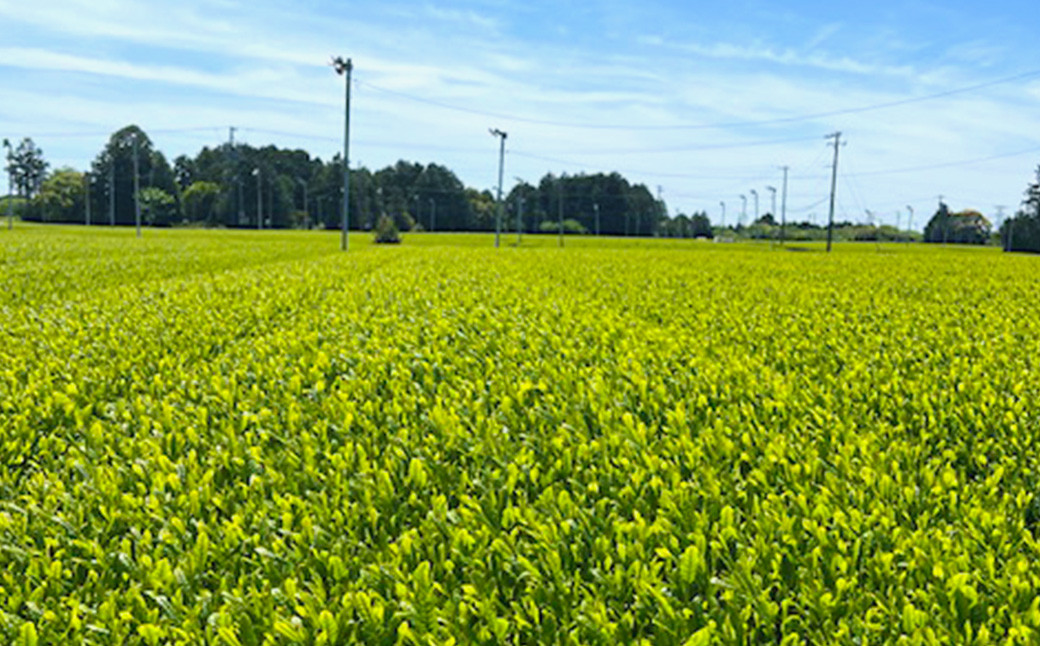 フィルターインボトル (750ml) 1本 & 深蒸し茶 (約100g×5袋) セット【緑茶】