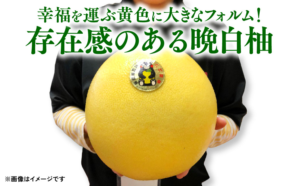 幸福を運ぶ黄色に大きなフォルム!存在感のある晩白柚!