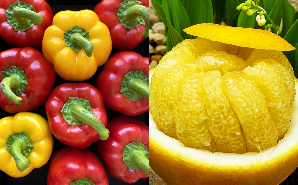 【12か月連続定期便】季節の果物と野菜セット 16品目