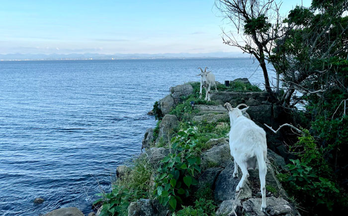 温泉 宿泊 キャンプ ペア 大浴場  島根 松江 美保関 旅館 観光 体験 おすすめ 人気