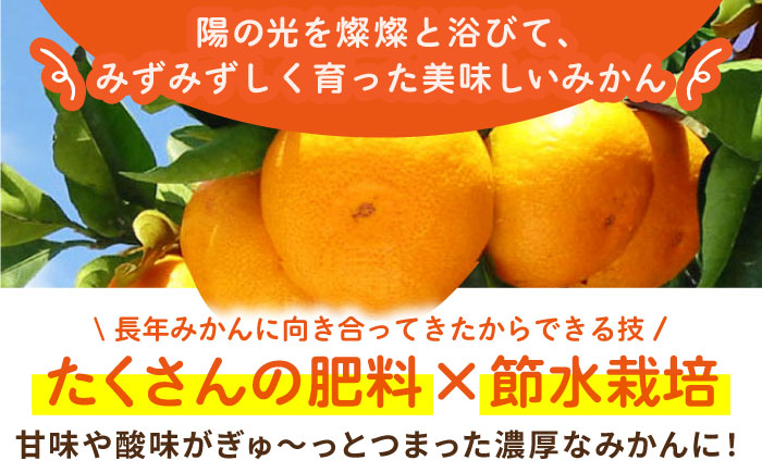 【幻のみかん】みかん食べくらべ定期（太陽のしずく・今村温州みかん）【夢の甘熟みかん タッチ】 [HCE003] 