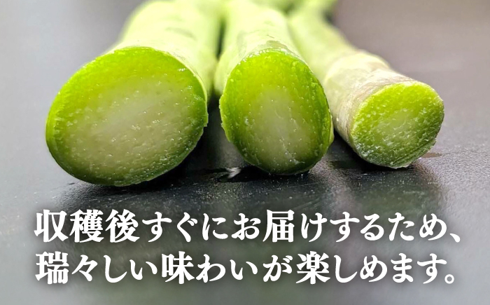 野菜 アスパラ Lサイズ 新鮮 美味しい おいしい 食べ応え