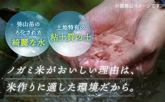 お米 玄米 20kg