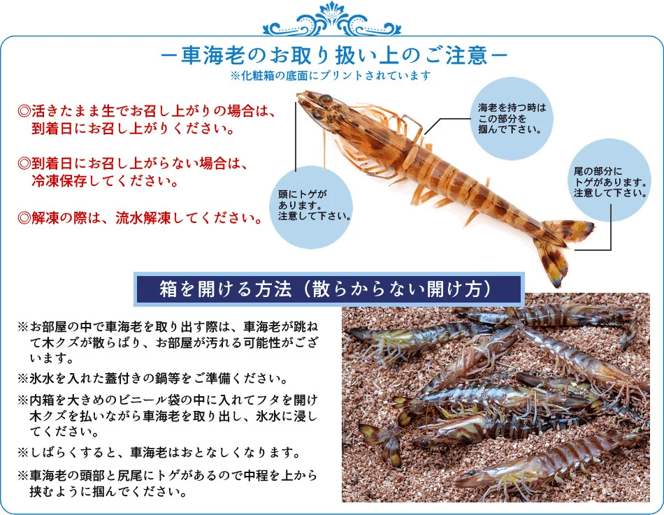 天草産 活き海老 刺身 車エビ えび 活き車海老 車えび