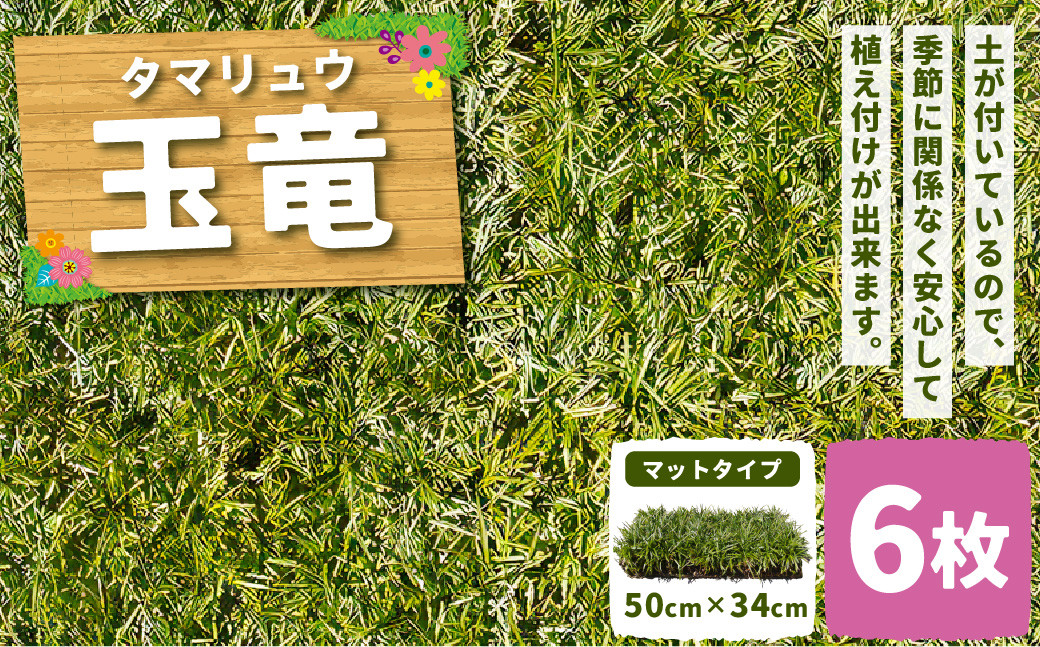 玉竜 タマリュウ たまりゅう 6枚