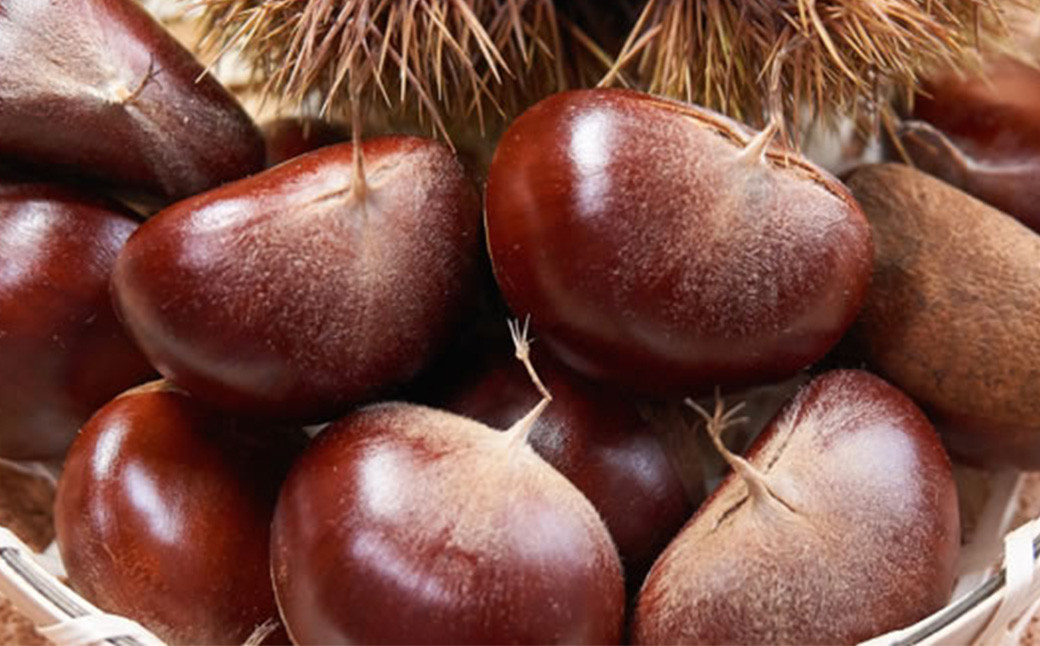 栗 生栗 約2kg（M～2L）約80～150個