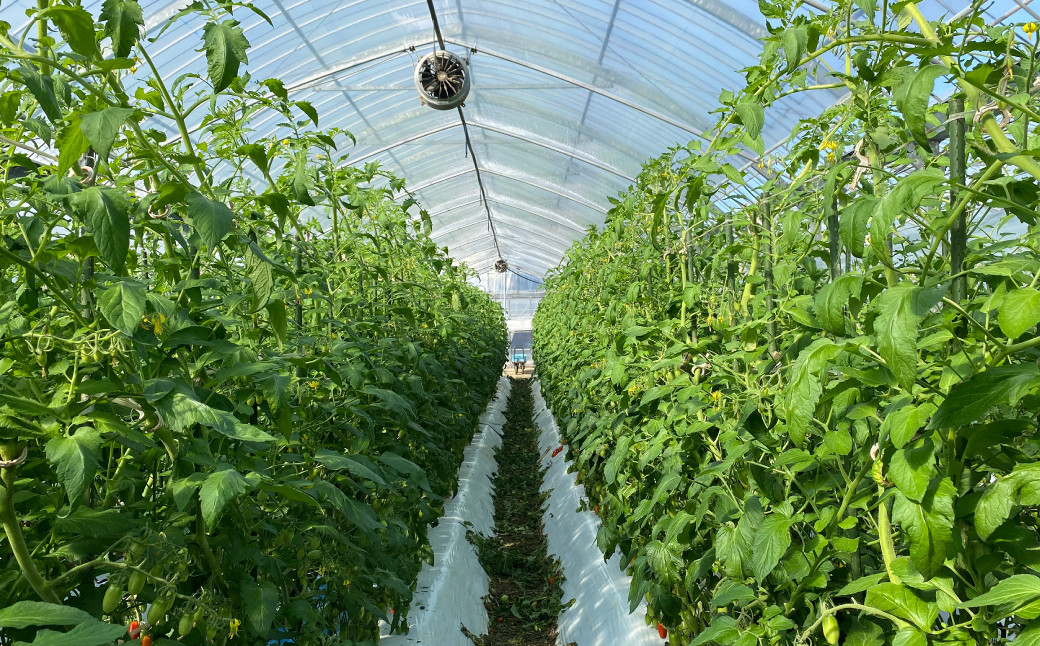 私たち生産者の思いやこだわりがたっぷり詰まったトマトを、ぜひ全国のみなさまに味わっていただきたいと思っております。