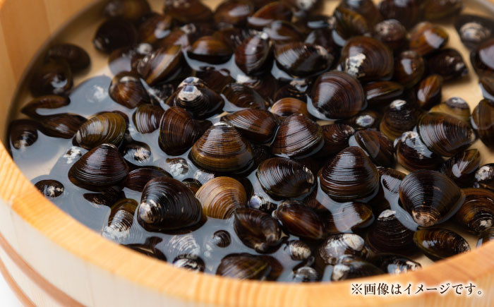 しじみ シジミ 蜆 新鮮 宍道湖 活きしじみ 島根 松江 おすすめ 人気
