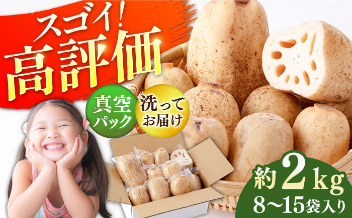 収穫から24時間以内に出荷！新鮮なれんこんをお届けします！